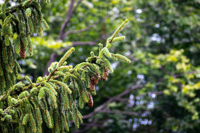 Close-up of plant in forest