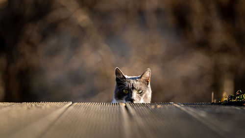 Close-up portrait of a cat