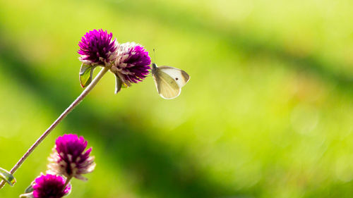 Close-up of butterfly on pink flower