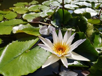 Close-up of white water lily