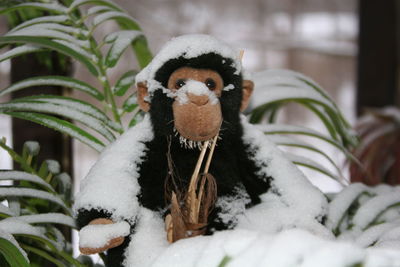 Close-up of snow covered stuffed monkey