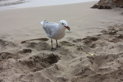 High angle view of seagull on beach