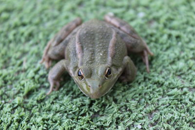 Close-up of frog on leaf