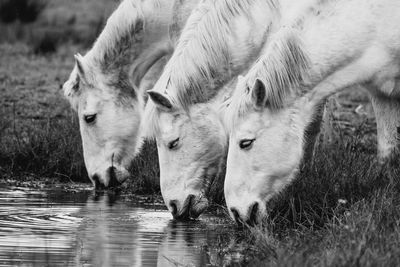 Horses drinking water from lake