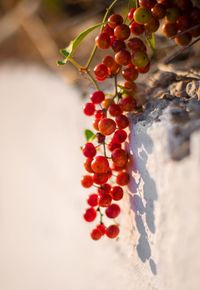 High angle view of berries growing on plant