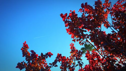 Low angle view of trees against blue sky