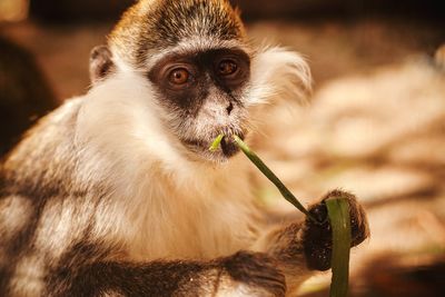 Portrait of monkey eating