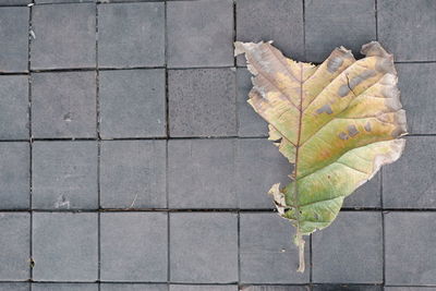 High angle view of leaves on footpath