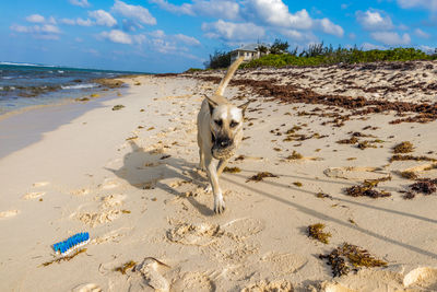 Dog playing fetch on caribbean beach