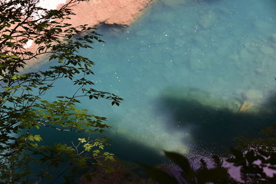 High angle view of leaves in lake