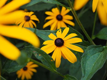 Close-up of yellow daisy flowers