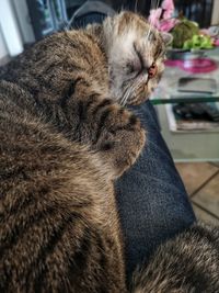 Close-up of cat sleeping at home