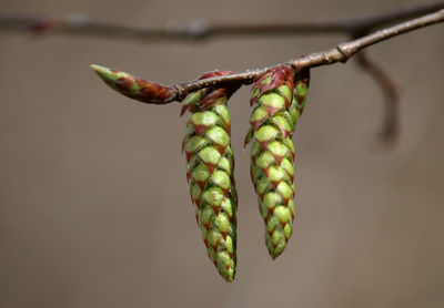 Close-up of plant