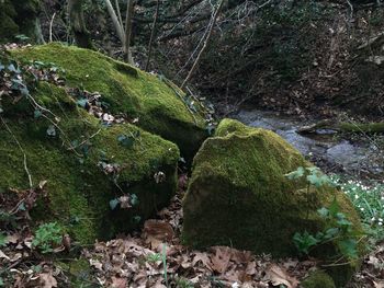 Moss growing on rock in forest