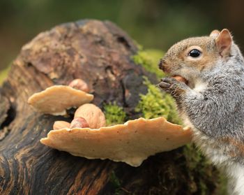 Close-up of squirrel