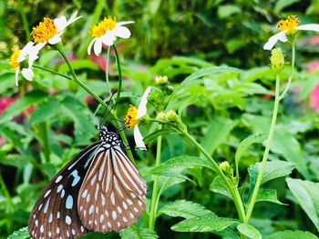 Close-up of butterfly pollinating on flower