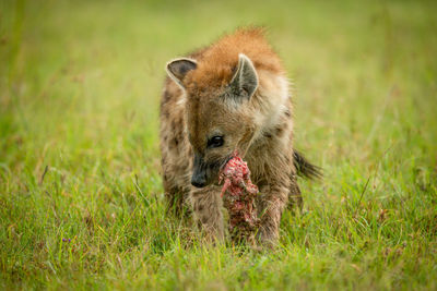 Spotted hyena sits on grass gnawing bone