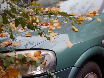 Close-up of flowering plant leaves on car windshield