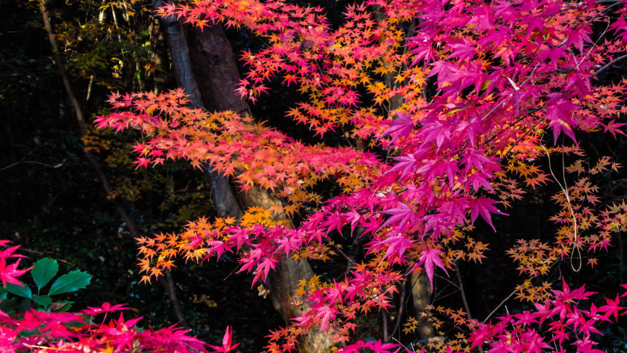 PINK FLOWERING PLANT IN GARDEN