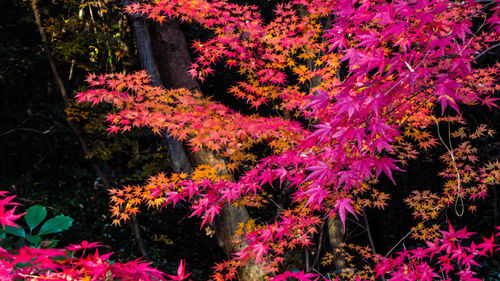 Pink flowering plants in garden