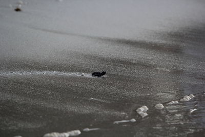 High angle view of bird on beach