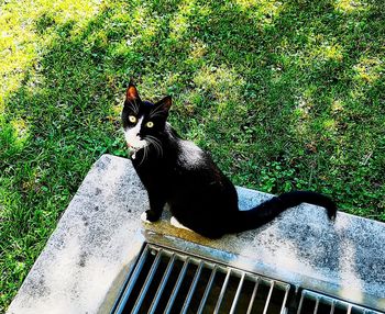 Portrait of black cat sitting on grass