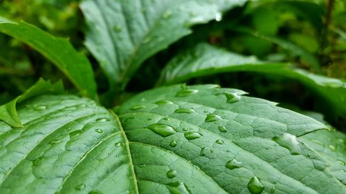 Close-up of wet leaf