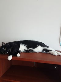 Cat looking away