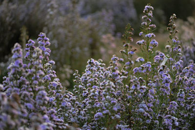 Close-up of purple flowering plant in field