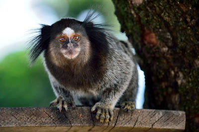 Close-up of monkey looking at camera