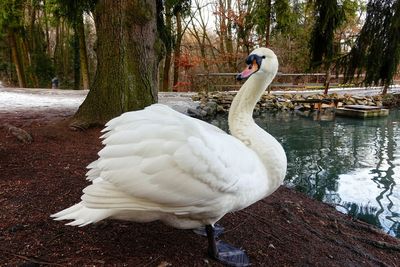 White swan on lakeshore