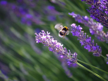 Close-up of bee pollinating on fresh purple flower