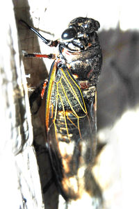 Close-up of insect