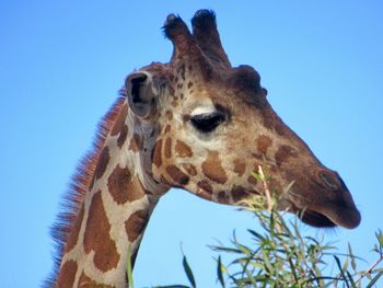 Low angle view of giraffe against clear blue sky