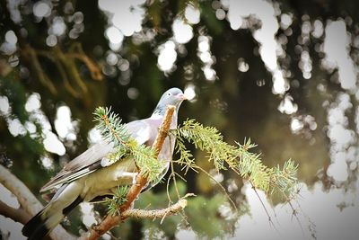 Close-up of bird perching on branch