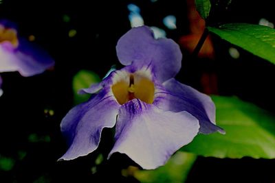 Macro shot of purple flower blooming outdoors