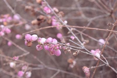 Close-up of pink cherry blossoms in spring