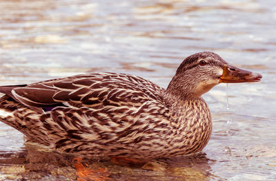 Close-up of duck swimming in water