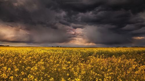 Scenic view of oilseed rape field against dramatic sky