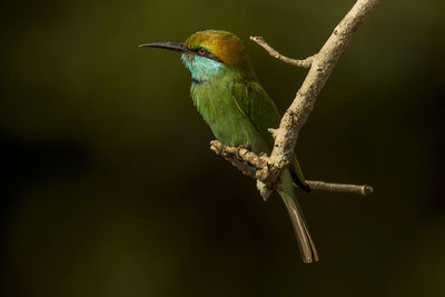 Close-up of bird perching on branch