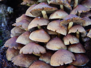 Close-up of mushrooms growing on field