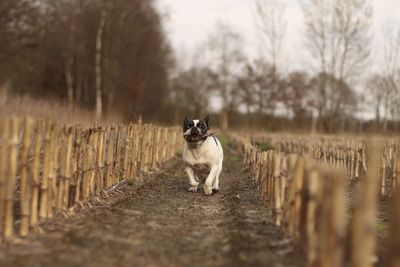 Portrait of dog carrying stick in mouth