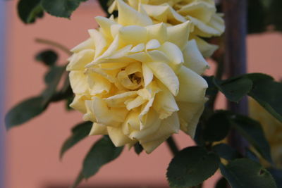 Close-up of rose blooming