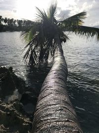 Close-up of palm tree by sea against sky