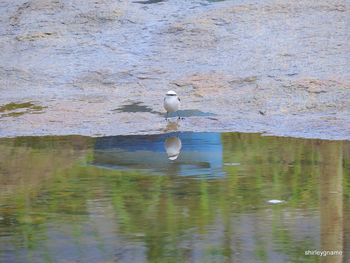 Bird perching on lake