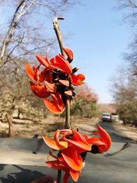 Close-up of orange flowers blooming against sky