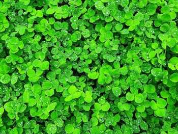 Full frame shot of fresh green plants