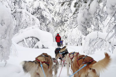 Siberian huskies pulling sleigh