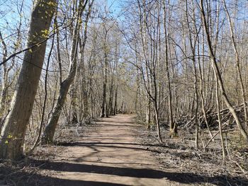 Footpath amidst bare trees in forest