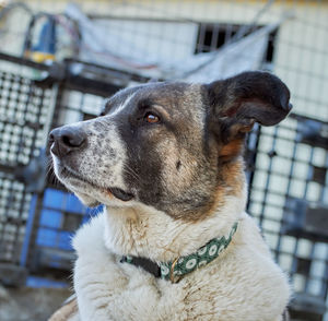 Close-up of a dog looking away